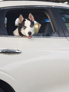Episode 6 Please don't try to trick your dog!