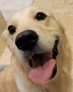 Episode 10 How a Golden Retriever Learned to Fly