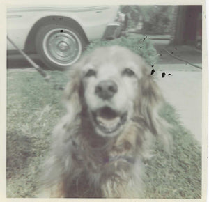 Episode #2  In the begining there was (a) dog...