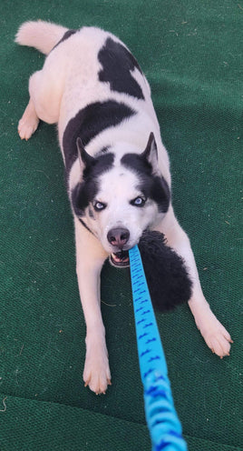 Husky tugging on Tug-E-Nuff Sheepskin Chaser Dog Tug Toy