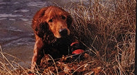 Rugged Dog Boots by Ultra Paws