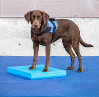 Dog Training Balance Pad by Fit Paws