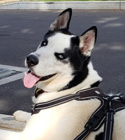 Padded reflective dog harness