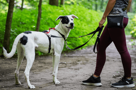 Dog wearing Blue9 Balance Harness