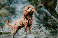 Dog wearing Blue9 Balance Harness
