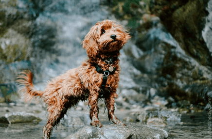 Dog wearing Blue9 Balance Harness
