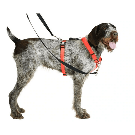 Dog wearing Blue9 Balance Harness