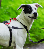 Dog wearing Blue9 Harness