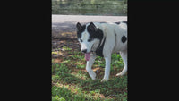 Siberian Husky walking in padded harness