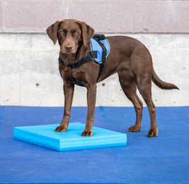 Dog Training Balance Pad by Fit Paws