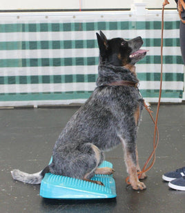 Dog Training Balance Ramp by Fit Paws