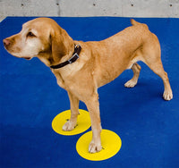 Dog Training Paw Target Disc Set by Fit Paws