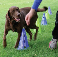 Dog Training Cavaletti Canine Gym Set by Fit Paws