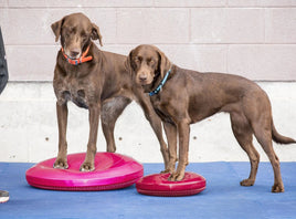 Dog Training Balance Disc by Fit Paws