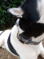 Dog wearing Double Braided Dog Collar with Brass Buckle