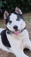 Dog wearing  Double Braided Dog Collar with Brass Buckle