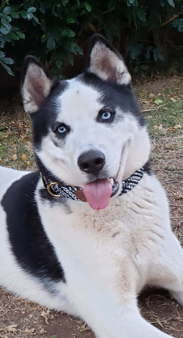 Dog wearing Double Braided Dog Collar with Brass Buckle