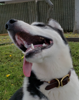 Dog wearing English Bridle leather rolled collar