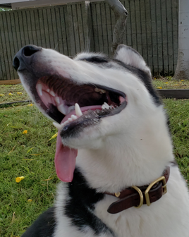 Dog wearing English Bridle leather rolled collar