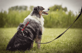 Dog wearing Blue9 Balance Harness