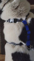 Dog wearing Blue9 Balance Harness